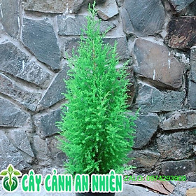 Mua Tùng Thơm Cao 60cm ngang 20cm