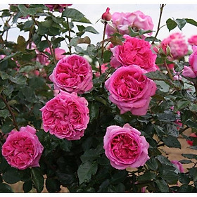 Hoa hồng ngoại bụi Lafont Rose siêu thơm cây to sum