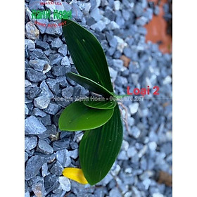 Mua Gốc lan hồ điệp cao su cao cấp trang trí - lá giả   gốc lan giả
