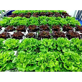 Mua Hạt giống xà lách Salanova f1 mỹ