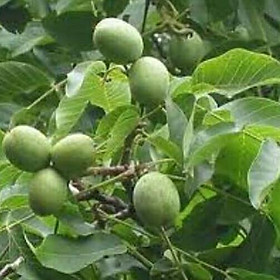 Mua Cây Giống Óc Chó  Chống Chịu Tốt