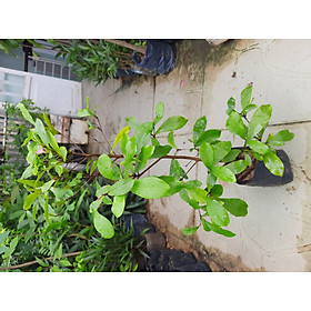 Mua Cây thần kỳ chiều cao 30-40cm
