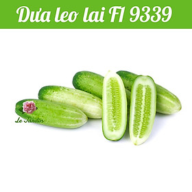 Hạt giống Dưa Leo gói 1gr - DỄ ĐẬU TRÁI