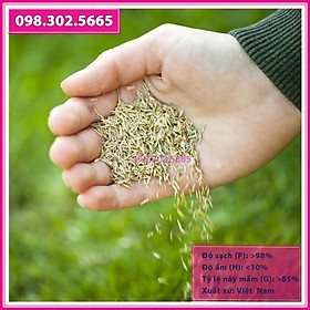 30g Hạt giống cỏ nhung nhật