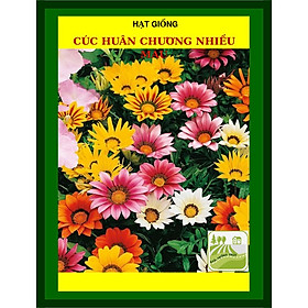 Mua Hạt Giống Hoa Cúc Huân Chương Nhiều Màu 20 Hạt