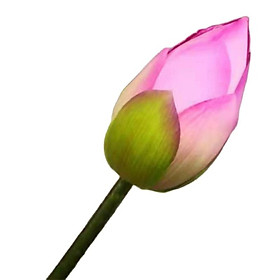Hoa sen cành cao 1m - Hoa giả - Cành nụ sen Quan Âm – Hồng – Dài 79 cm