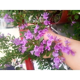 Mua Cây linh sam hoa tím siêu bông  siêu dễ trồng  hoa quanh năm  cao tầm 50cm