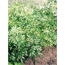 Mua Cây Giống Mắc Mật Gia Vị Quay Thịt Không Thể Thiếu