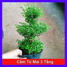 Mua Cây Cẩm Tú Mai 3 Tầng - cây cảnh để bàn + tặng phân bón cho cây