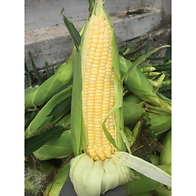 Hạt giống Bắp Siêu Ngọt _ siêu ngon_kín đầu trái_ phù hợp ăn tươi hoặc nấu sữa, soup, dễ trồng, năng suất cao_ nhập khẩu Thái Lan (bắp Mỹ)