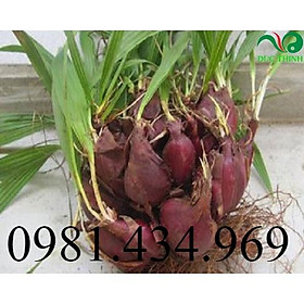 Sâm Đại Hành Khô 01KG Loại 01