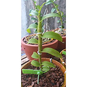 Phi điệp đột biến HỒNG YÊN THỦY cam kết chất lượng