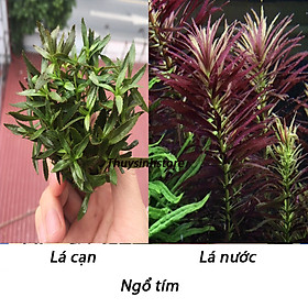 Mua Cây Thủy Sinh Ngỗ Tím 15 nhánh