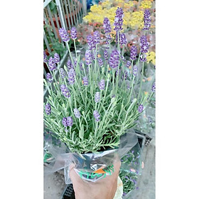 Mua Cây Oải Hương