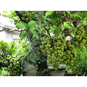 Cây sung nếp ta, lấy quả, lá,làm phôi kiểng siêu trái-cây giống