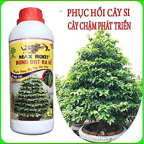 Siêu kích rễ mai vàng, phục hồi cây si Max Root chai 1 lít