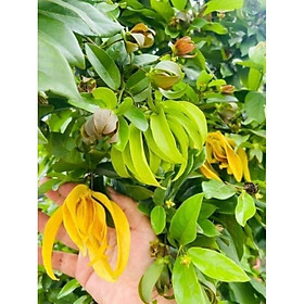 Mua CÂY HOA DẺ VÀNG THƠM  CÂY ĐANG HOA