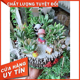 Chậu cây sen đá tiểu cảnh Nhiều Người Mua