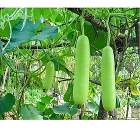 Hạt giống bầu sao lai F1 trái ngắn