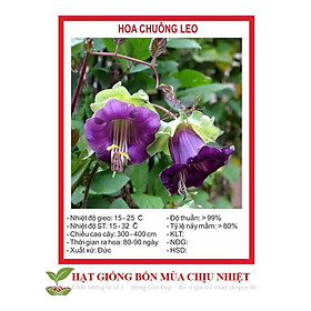 Hạt Giống Chuông leo 5 Hạt/ Gói ĐẾN MÙA TRỒNG TẾT