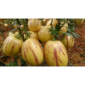 Cây giống Dưa hấu nam mỹ Pepino vàng - cây ươm bầu đất