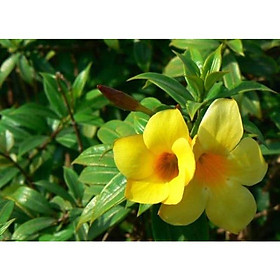 Cây hoa huỳnh anh đứng trồng bịch đen cao 20-25cm như hình