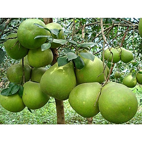 Mua giống cây bưởi năm roi (5 roi)