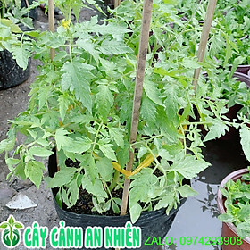 Mua Cây Cà Chua