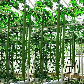 Mua Hạt giống mướp Thái siêu dài