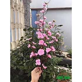 Mua Cành hoa anh đào dài 1m - Hoa giả