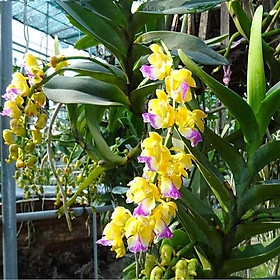LAN RỪNG HOÀNG NHẠN - Hàng chuẩn Rừng - HOA ĐẸP THƠM