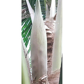 Mua Bông Hoa Dừa Tươi
