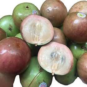 CÂY GIỐNG Vú sữa Lò Rèn QUẢ SỚM