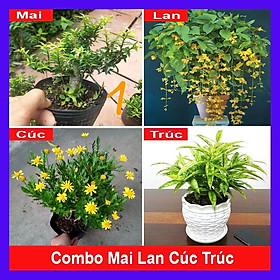 Combo 4 cây Mai Lan Cúc Trúc  tặng phân bón cho cây
