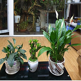 Combo 3 cây Trầu Bà Đế Vương Xanh, Phát Lộc, Lan Ý