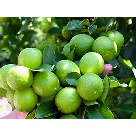 Mua cây giống chanh tứ quý .chanh siêu quả