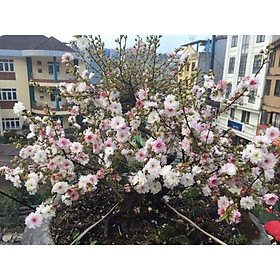Mua com bo 10 cây giống nhất chi mai