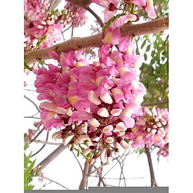 CÂY GIỐNG Mai ANH ĐÀO  SIÊU SIÊU ĐẸP