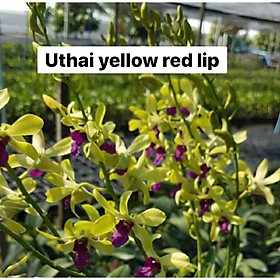 Chậu cây lan Dendro nắng xưa Uthai - giống nhập Thái - hoa cực thơm, bền tới 1 tháng