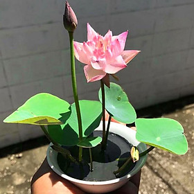 Mua 2kg đất bùn sạch trồng sen mini  sen nhật và các loại sen cảnh khác
