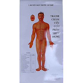 Tranh châm cứu giải phẫu thực dụng