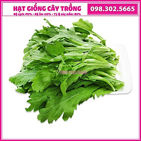 Hạt giống rau cải cúc nếp cao sản, kháng sâu bệnh - gói 20g - hạt chất lượng tốt, nảy mầm đồng đều