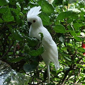 Colorful Bird Feather Realistic Home Garden Decor Ornament Parrot Bird