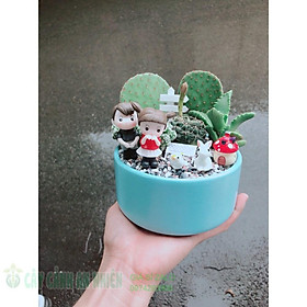 Mua Chậu xương rồng tiểu cảnh