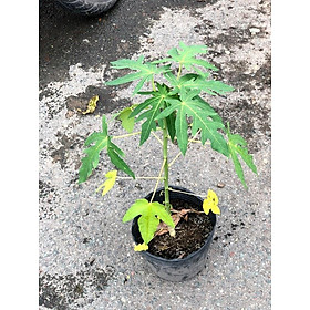 Cây Đu Đủ lùn cho trái sau 6 tháng trồng