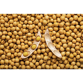 Mua 1KG | ĐẬU NÀNH TƯƠI - ĐỖ TƯƠNG NGUYÊN HẠT