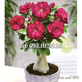 Mua Hạt giống hoa sứ kép màu đỏ sẫm - Bịch 10 hạt – Mã số 1767