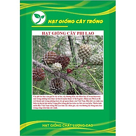 Mua Hạt giống cây giống cây phi lao KNS3727 - gói 10 hạt