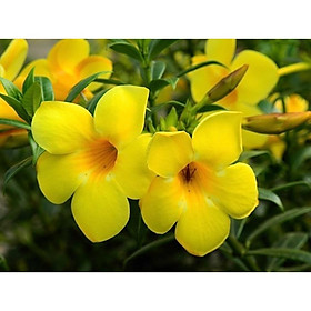 Mua BẦU CÂY GIỐNG HOA KHUYÊN VÀNG (HUỲNH ANH LÁ NHỎ) SIÊU ĐẸP + Tặng 01 cây dâu da đất( bòn bon)