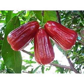 Mua GIỐNG ROI ĐỎ THÁI LAN sai quả ngọt mát - Cây giống chuẩn F1